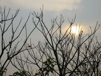 Low angle view of bare trees against sky