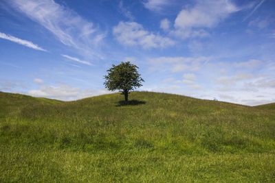 Lone tree on countryside landscape