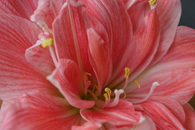 Full frame shot of pink flower