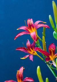 Close-up of red flowering plant