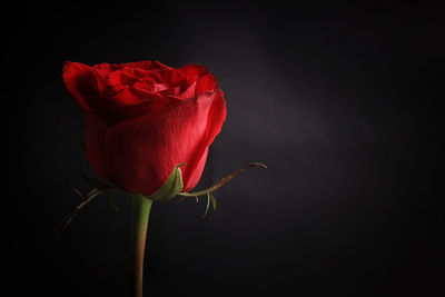 Close-up of red rose against black background