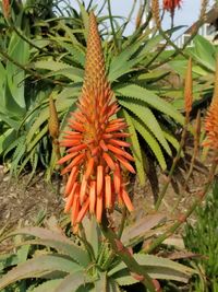 Close-up of flowers growing outdoors