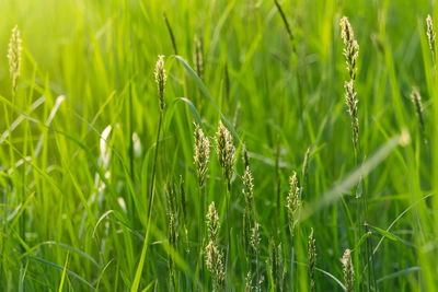 Close-up of wheat field