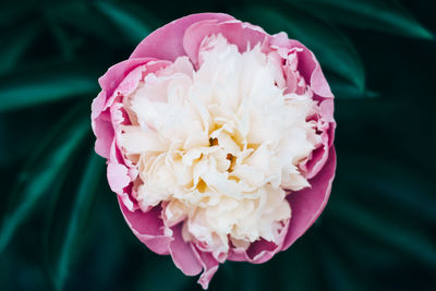 Close-up of pink rose flower