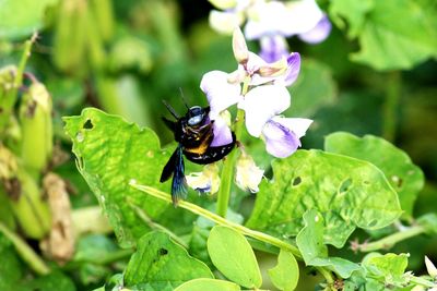 Close-up of insect on flower