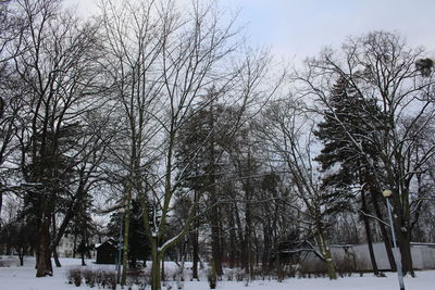 Trees against sky during winter