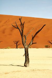 Bare tree on desert