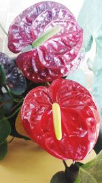 Close-up of red flower