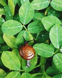 Close-up of snail on plant