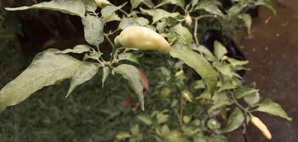 Close-up of fruit growing on plant