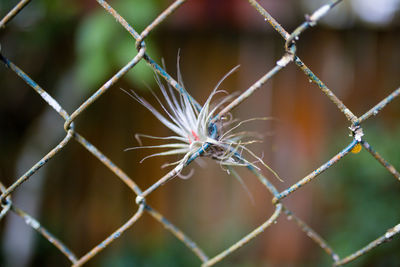 Close-up of barbed wire fence