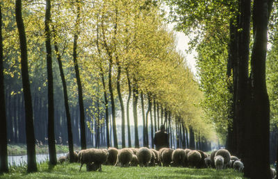 Sheep walking on grassy field amidst trees