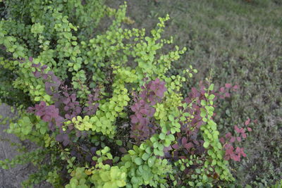 Close-up of pink flowers