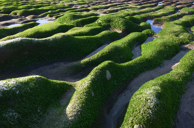 High angle view of green landscape