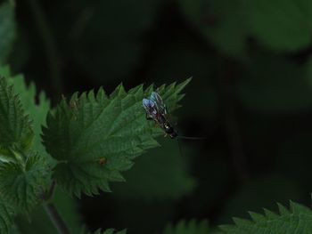 Close-up of insect on leaf