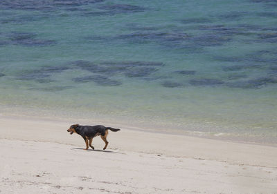 Dog on beach