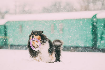 View of a dog in snow