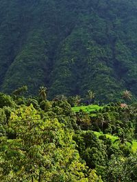 Scenic view of forest