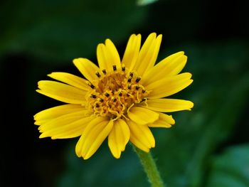 Close-up of yellow flower