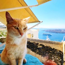 Close-up of cat against sky