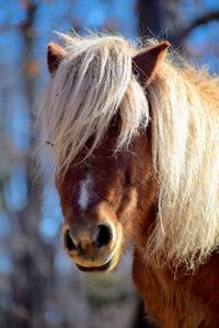 Close-up of a horse