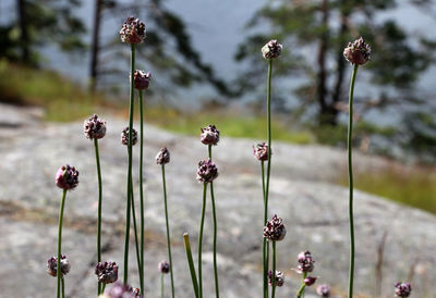 Close-up of flowers