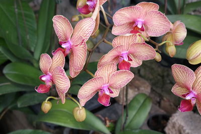 Close-up of pink flowers