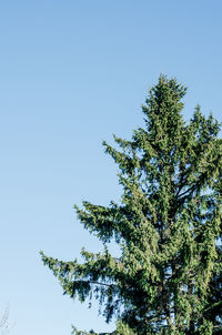 Low angle view of tree against clear blue sky