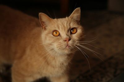 Close-up portrait of a cat