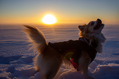 Dog on beach during sunset