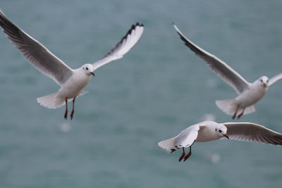 Seagulls flying over sea