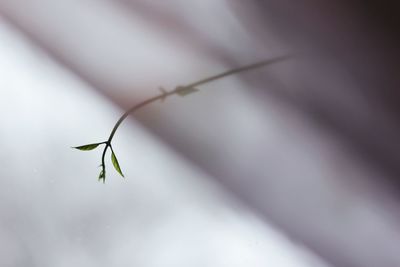 Close-up of insect