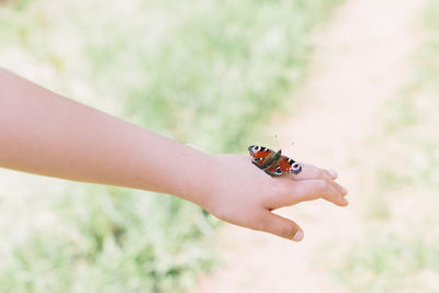 Close-up of butterfly on hand