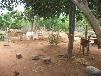 Horse standing on field against trees