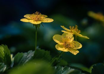 Close-up of yellow flowering plant