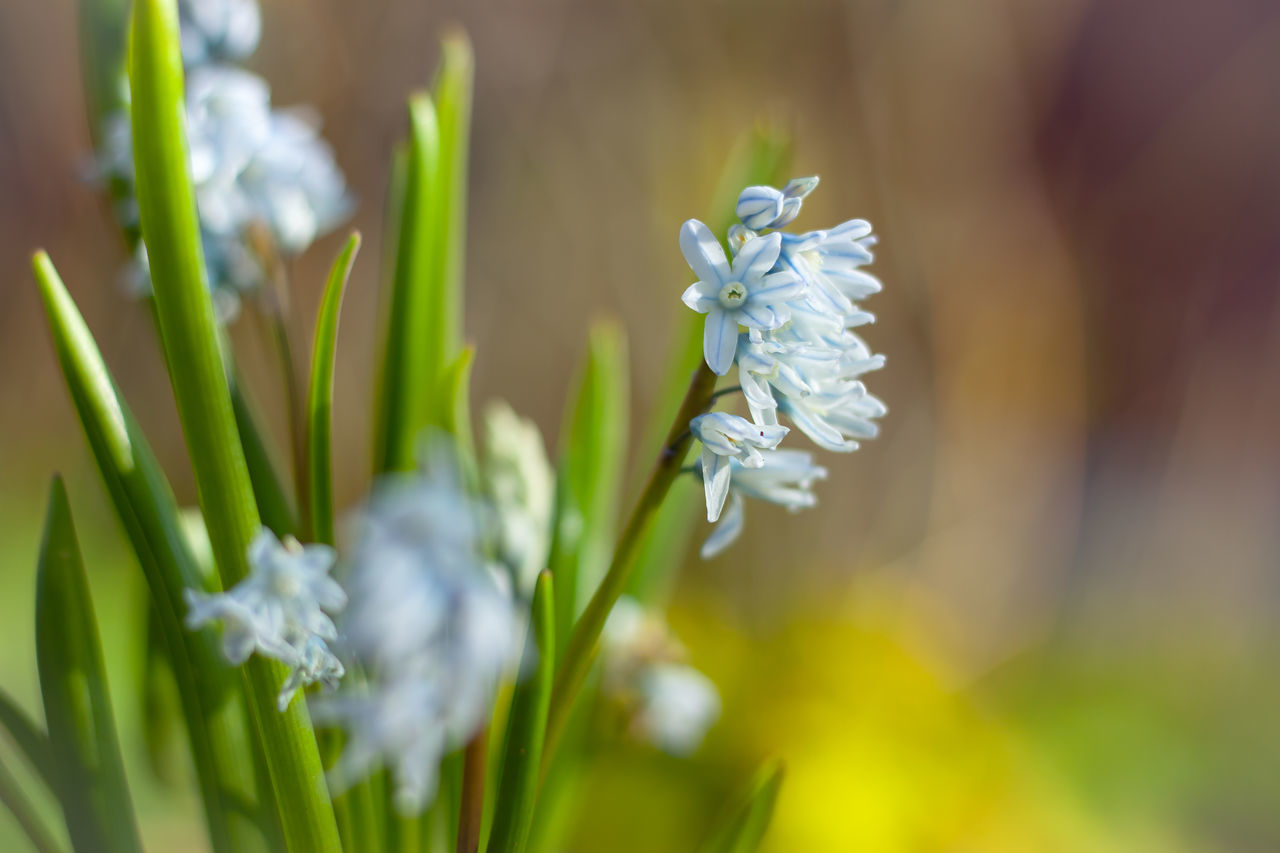 CLOSE-UP OF WHITE FLOWERING PLANT AGAINST BLURRED BACKGROUND