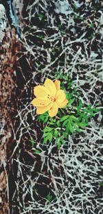 High angle view of yellow flowering plant