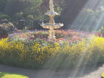 View of flowering plants at fountain in park