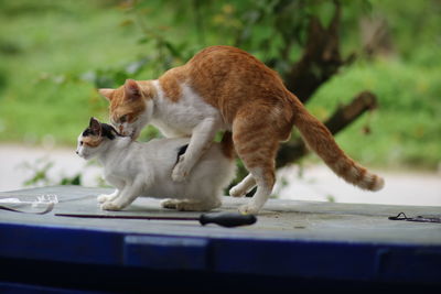 Side view of a cat