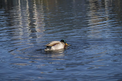 Male mallard duck swimming in lake