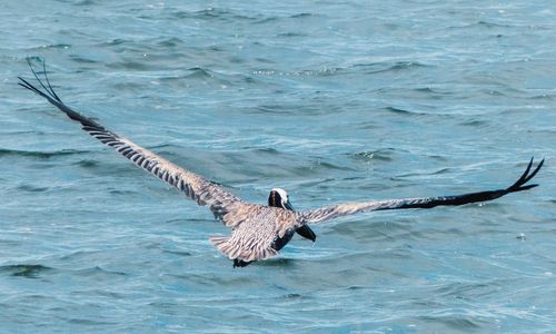 Birds swimming in sea