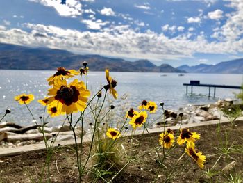 Yellow flowering plants by lake against sky