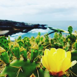 Close-up of yellow flowering plant by sea against sky