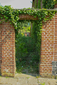 Ivy growing on brick wall