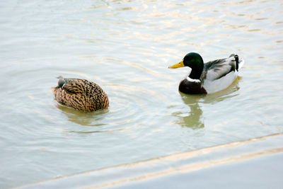 Ducks swimming in lake
