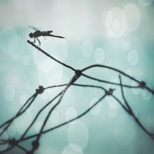 Low angle view of twigs against sky