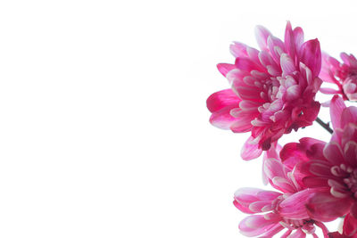 Close-up of pink flower against white background