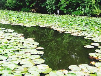 Water lily in pond in forest