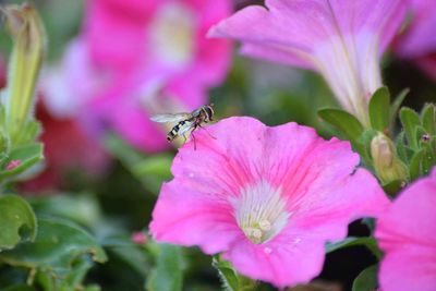 Close-up of honey bee on pink flowers