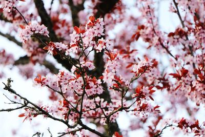 Low angle view of cherry blossoms in spring